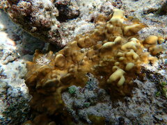 Millepora platyphylla