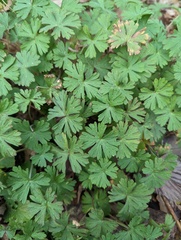 Geranium dissectum