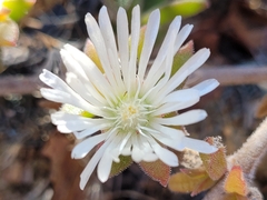 Delosperma ecklonis