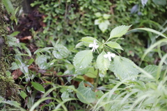 Impatiens hochstetteri