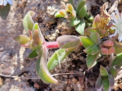 Delosperma ecklonis
