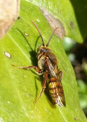 Nomada ruficornis