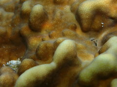 Millepora platyphylla