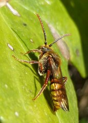 Nomada ruficornis