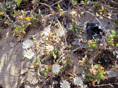 Delosperma ecklonis