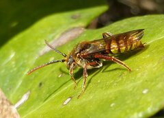 Nomada ruficornis