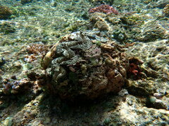 Tridacna noae