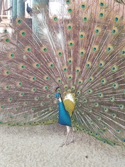 Pavo