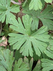 Geranium dissectum