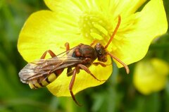 Nomada flava