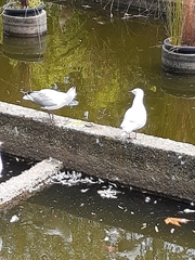 Chroicocephalus novaehollandiae