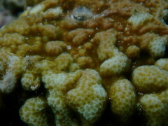 Porites randalli