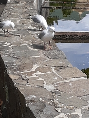 Chroicocephalus novaehollandiae