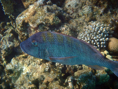 Lethrinus nebulosus