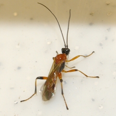 Aleiodes parasiticus