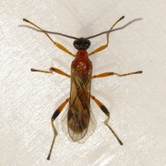 Aleiodes parasiticus