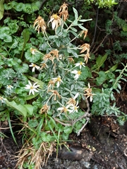 Chiliotrichum