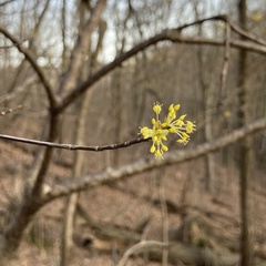 Cornus