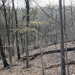 Cornus