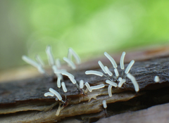 Stemonitopsis typhina