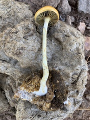 Protostropharia