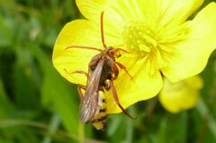 Nomada flava