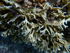 Millepora tenera