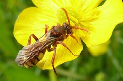 Nomada flava