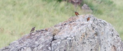 Monticola rupestris