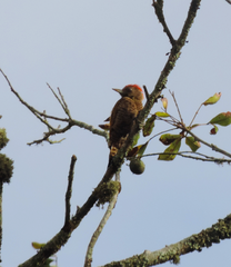 Dryobates passerinus