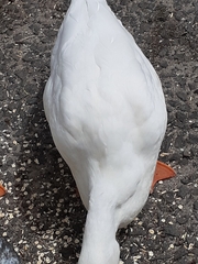 Anas platyrhynchos domesticus