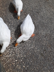 Anas platyrhynchos domesticus