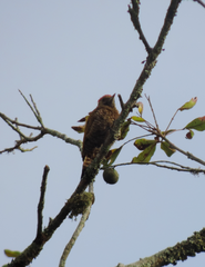 Dryobates passerinus