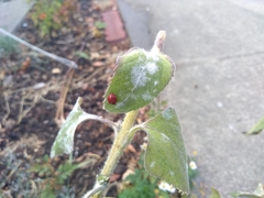 Coccinellini