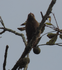 Dryobates passerinus