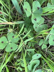 Medicago arabica