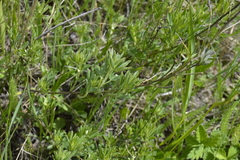 Chamaecytisus austriacus