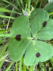 Medicago arabica