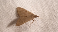 Mecyna asinalis