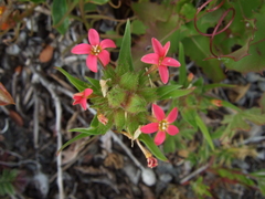 Collomia biflora