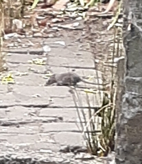 Rattus rattus