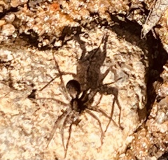 Pardosa lapidicina