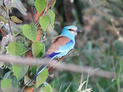Coracias abyssinicus