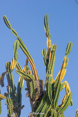 Cereus