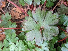 Geranium lucidum