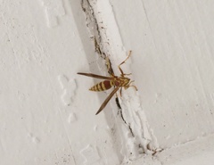Polistes exclamans