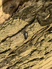 Alobates pensylvanicus