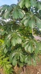 Cecropia obtusifolia