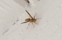 Polistes exclamans