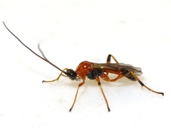 Aleiodes parasiticus